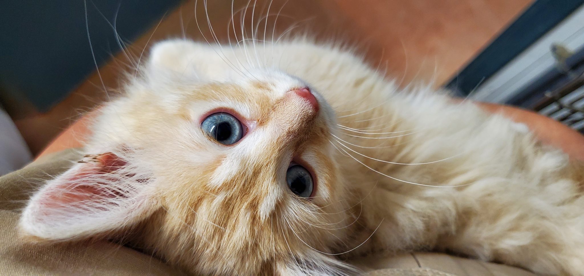 Animal Services Yolo County Sheriff's Office Woodland, CA