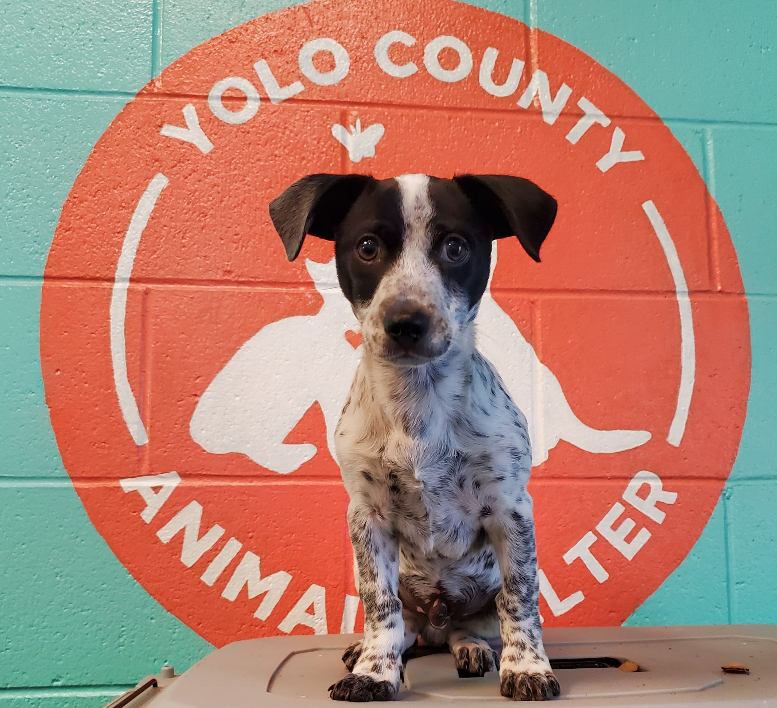 Animal Services - Yolo County Sheriff's Office | Woodland, CA